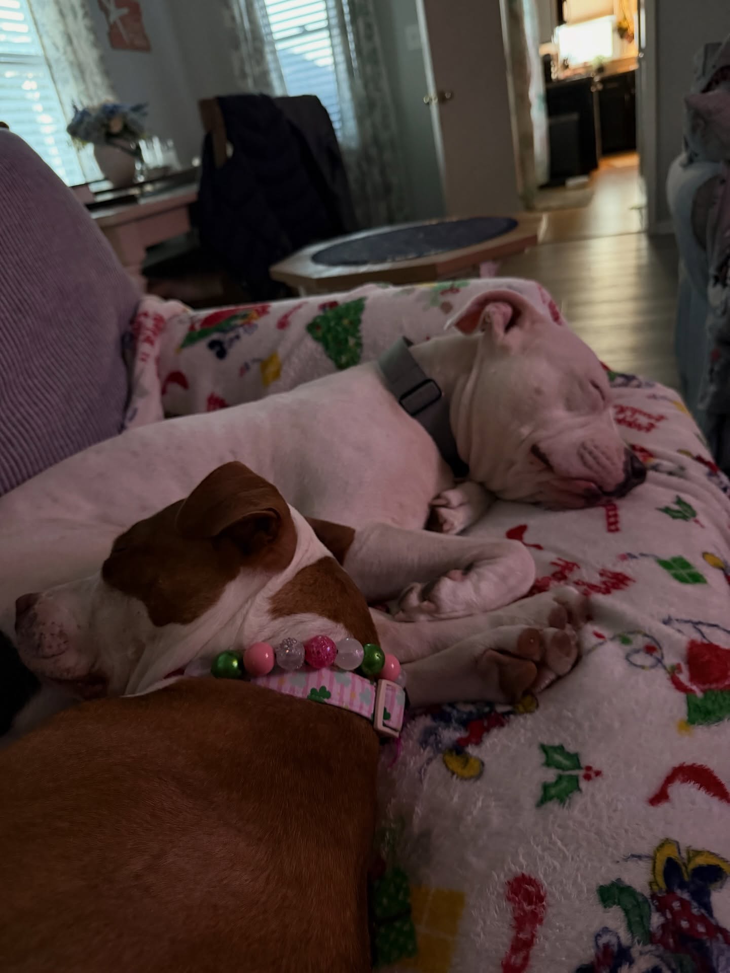 Mick and Penelope napping together